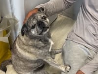 Lola Video