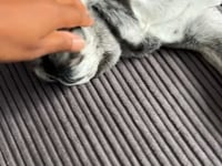 Lola Video