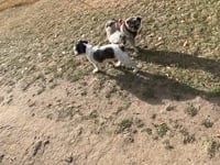 Lola Video