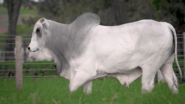 Lote 41