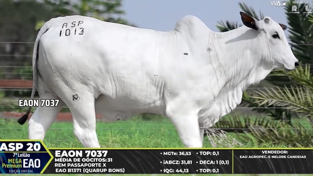 ASP 20