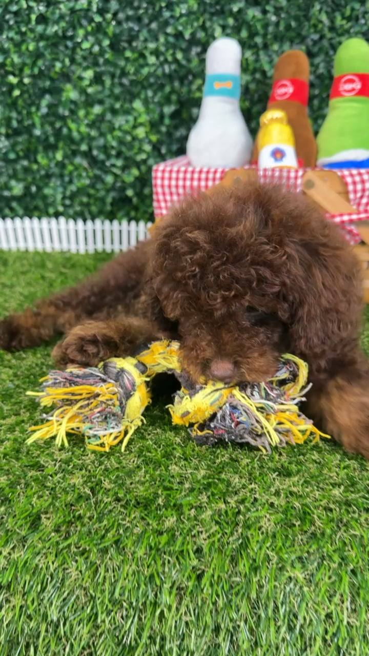 Male Mini Poodle puppy named Reese for sale at Puppy Dreams - Missouri City. video thumbnail