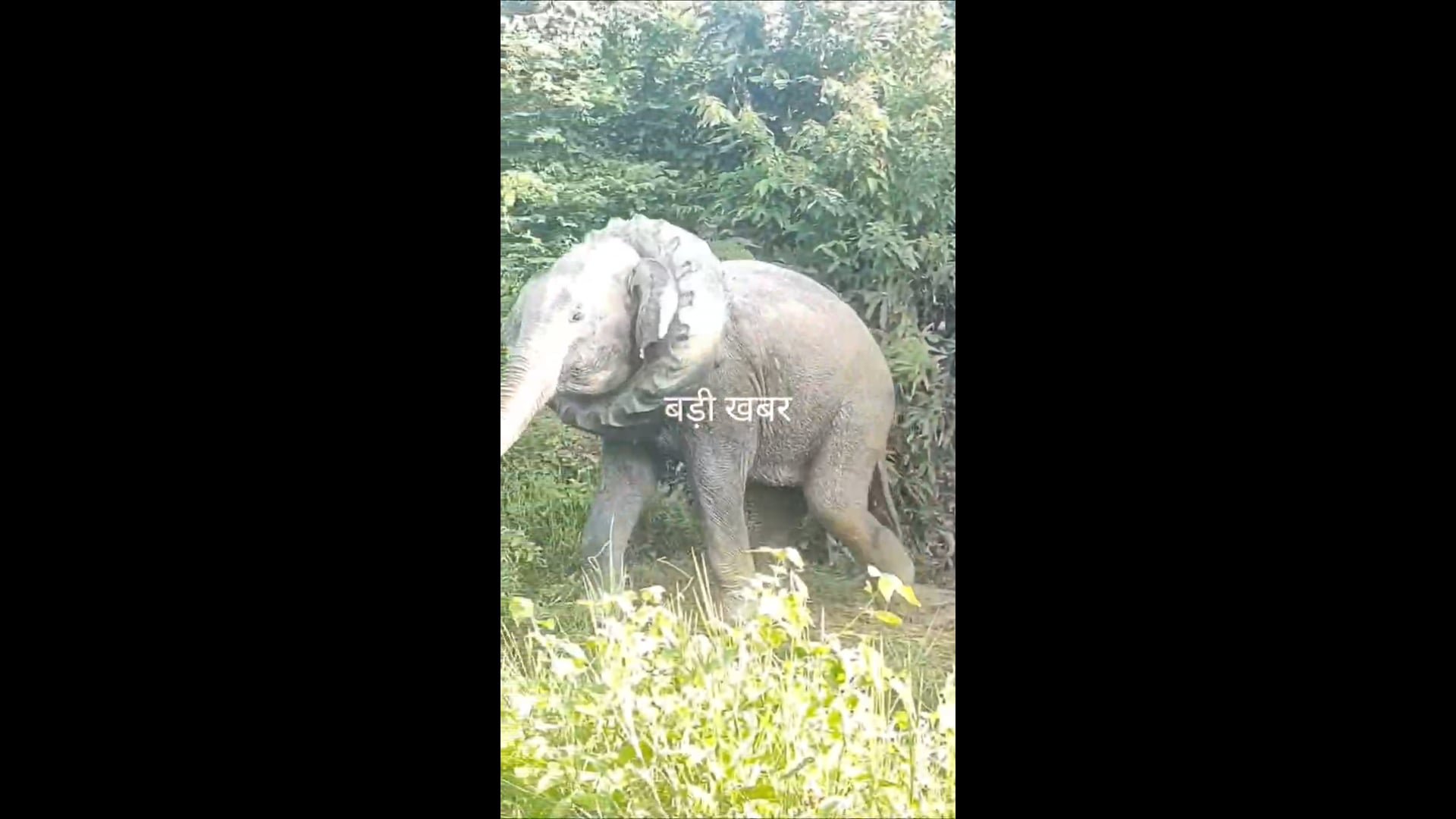 *हाथी के गले से निकाला गया टायर, वन विभाग ने किया रेस्क्यू*
असम के गोलाघाट में