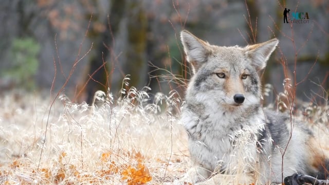 Coyotes