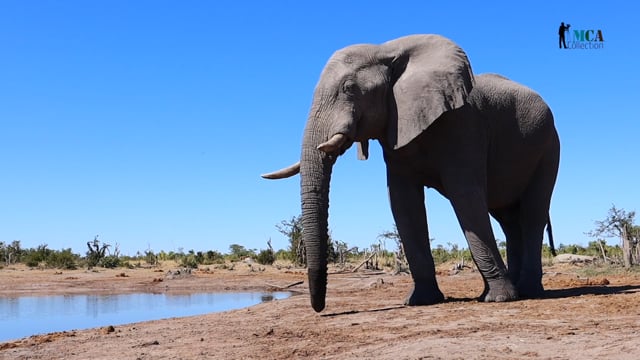 African Bush Elephant
