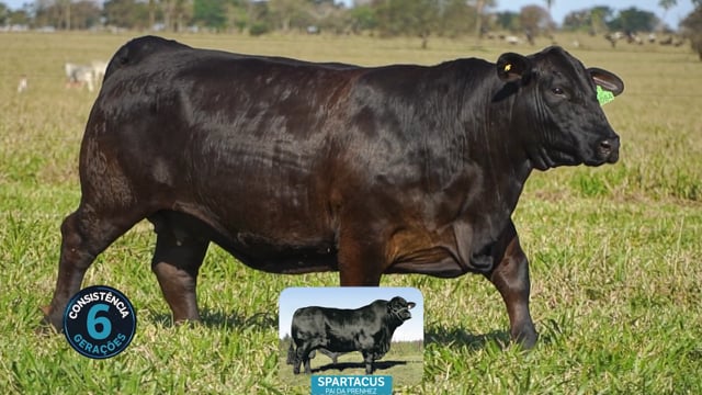 Lote 01