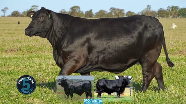 Lote 04