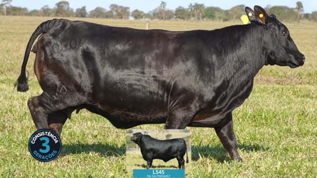 Lote 05