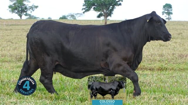 Lote 06