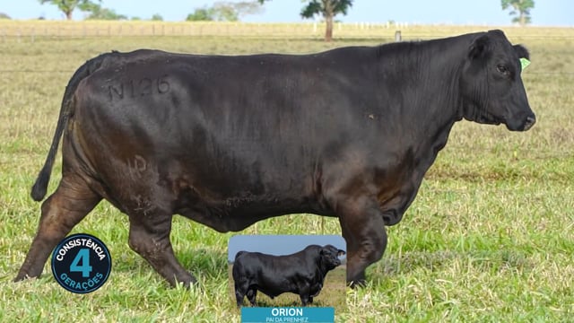 Lote 07