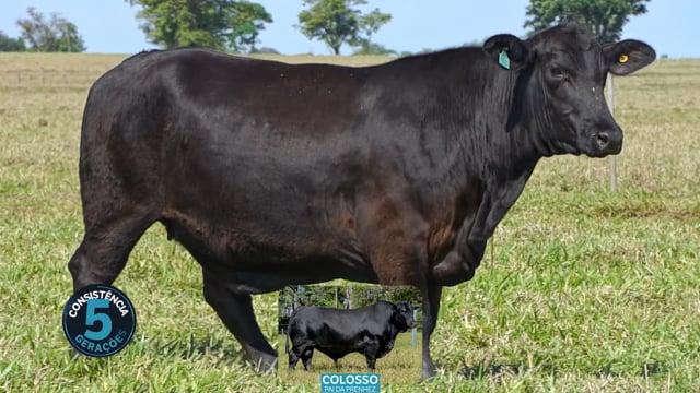 Lote 10
