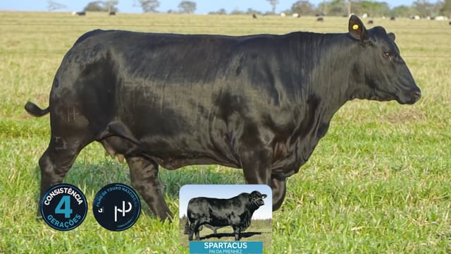 Lote 12