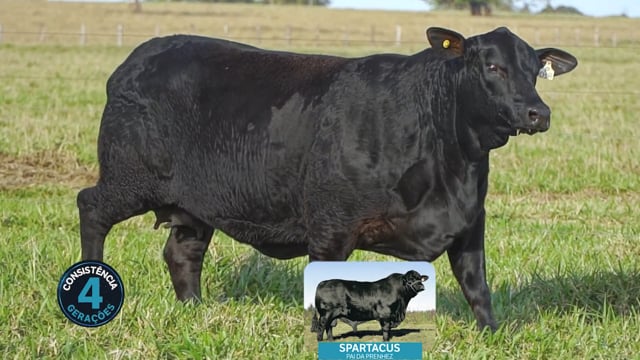 Lote 13