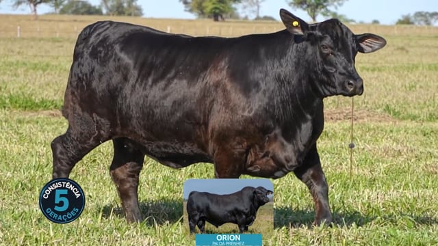 Lote 14