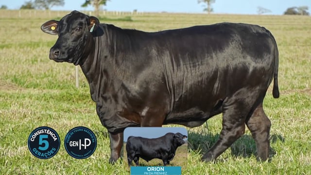 Lote 15