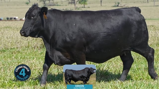 Lote 16