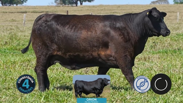 Lote 17