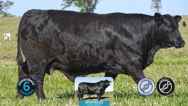 Lote 18
