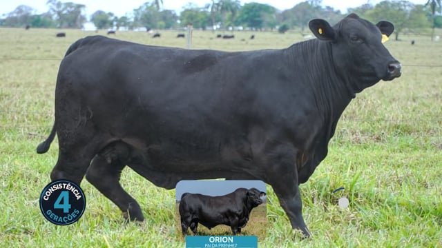 Lote 19