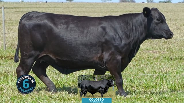 Lote 20