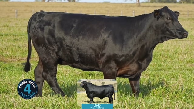Lote 21
