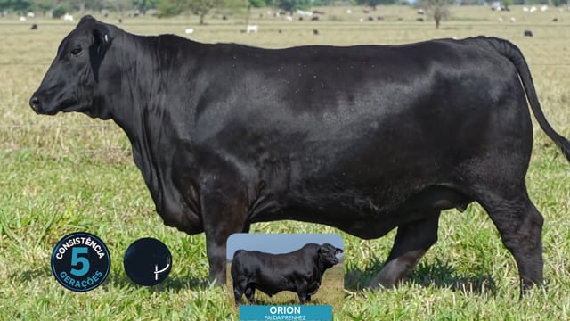 Lote 23