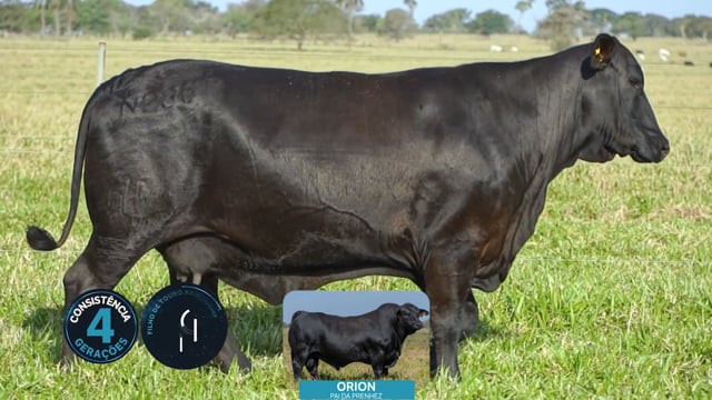 Lote 26