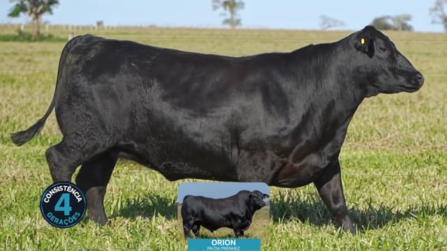 Lote 27