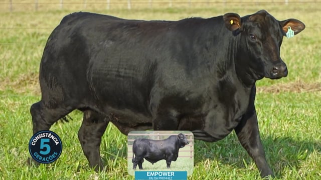 Lote 28