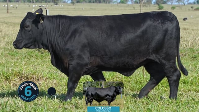 Lote 29