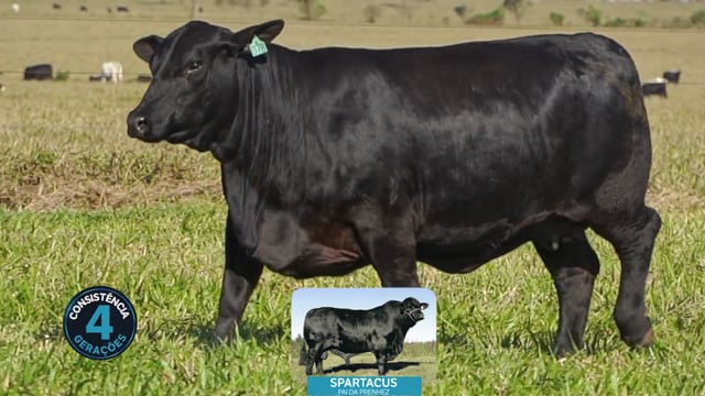 Lote 22