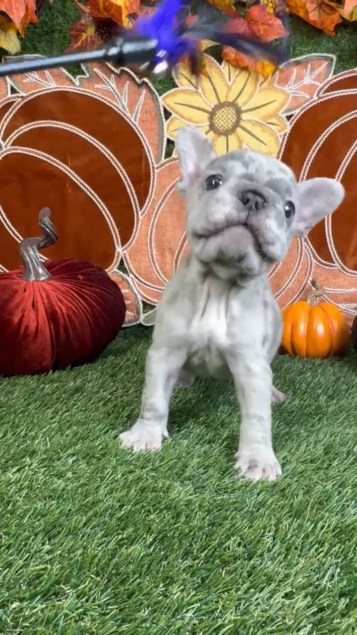 Male French Bulldog puppy named Rocco for sale at Puppy Dreams - Carrollton. video thumbnail