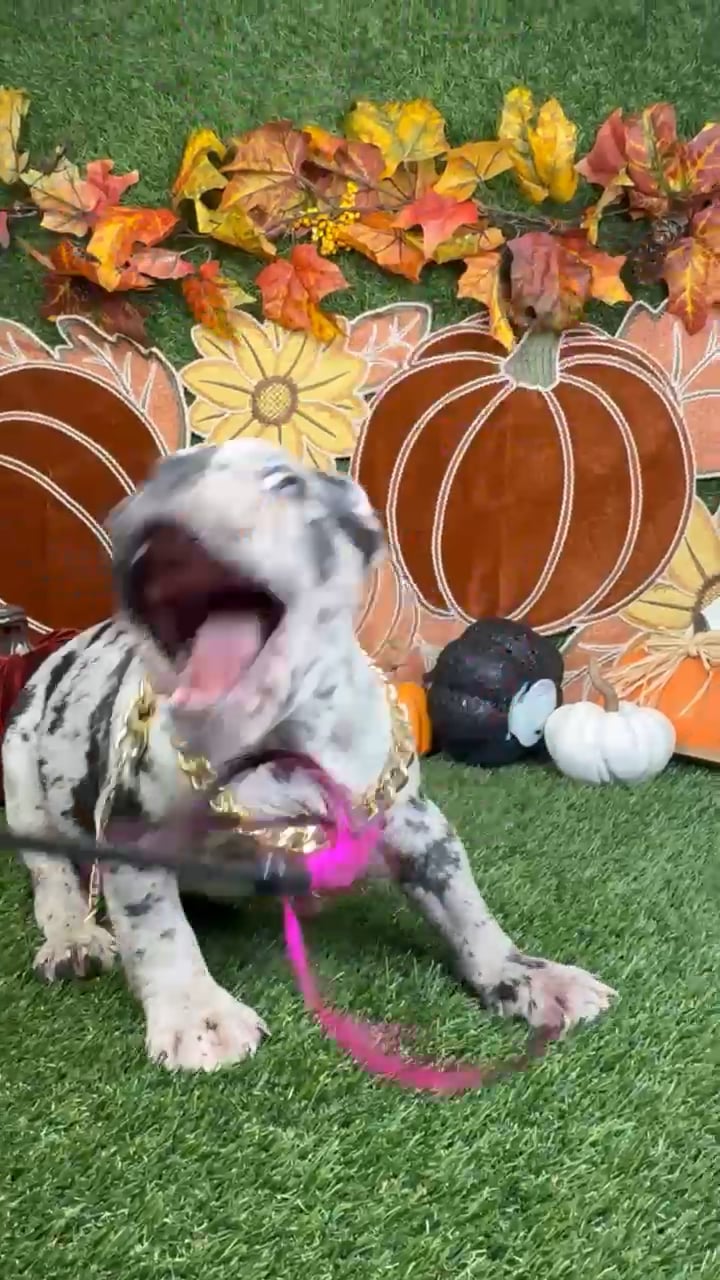 Male American Bully puppy named Oreo for sale at Puppy Dreams - Carrollton. video thumbnail