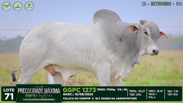 Lote 71