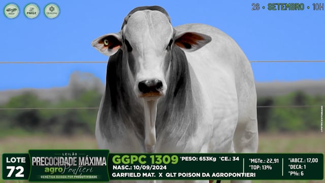 Lote 72