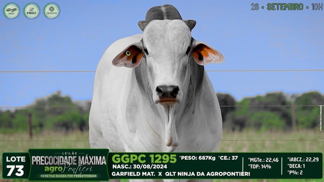 Lote 73