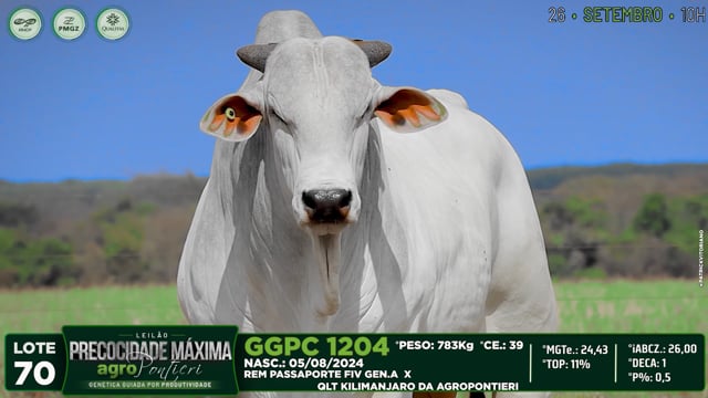 Lote 70