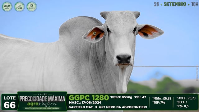 Lote 66