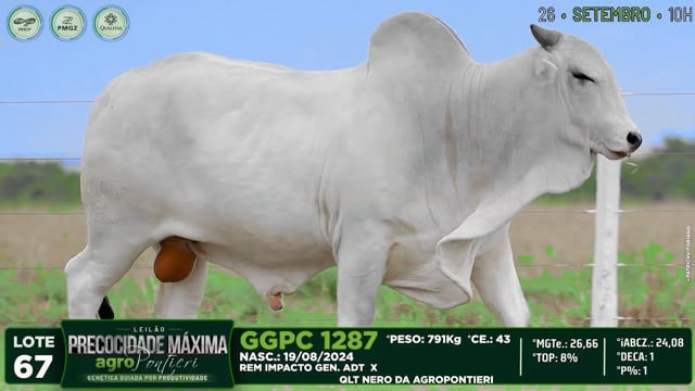 Lote 67