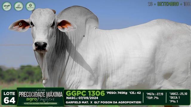Lote 64
