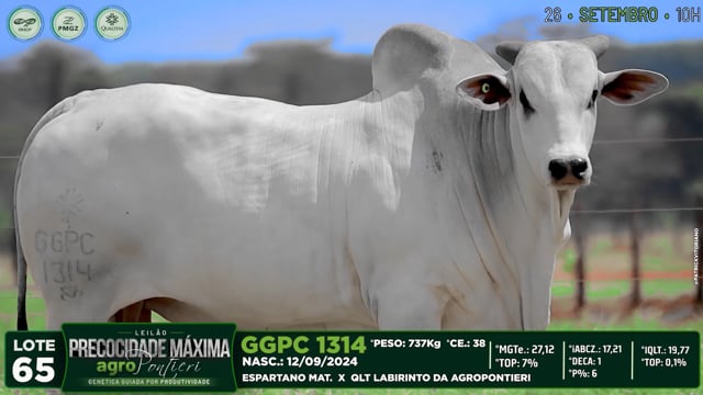 Lote 65