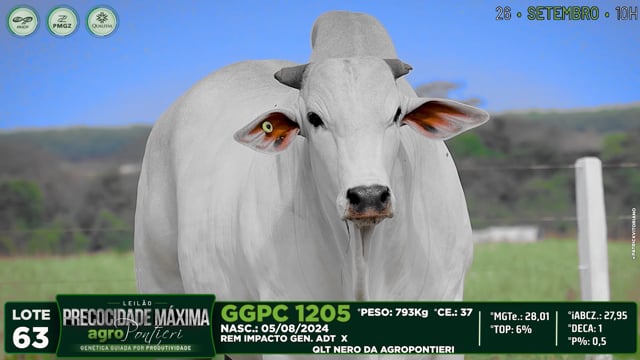 Lote 63