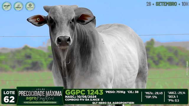 Lote 62