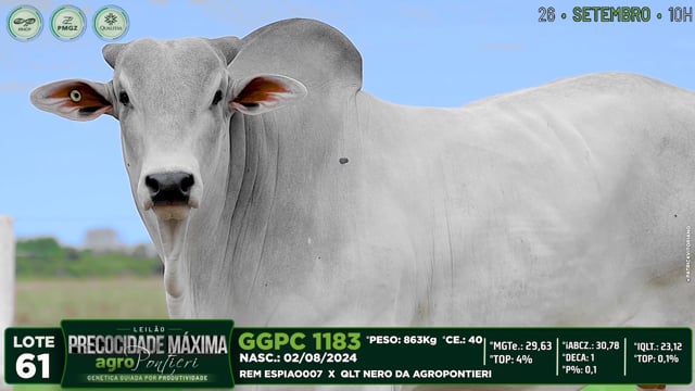 Lote 61