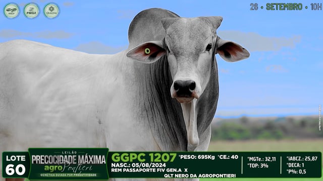 Lote 60