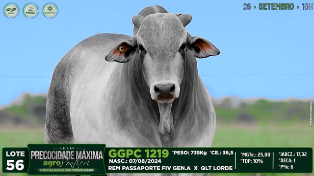 Lote 56