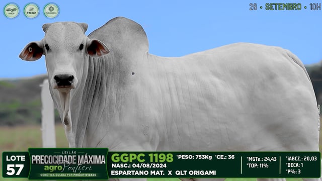 Lote 57