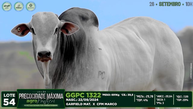 Lote 54