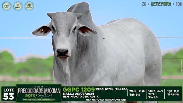 Lote 53