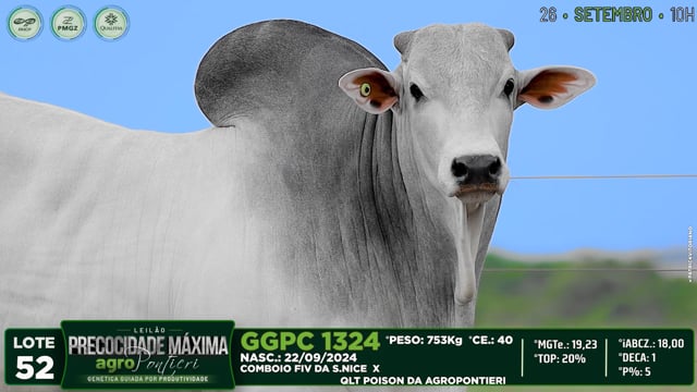 Lote 52